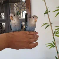 طوطی برزیلی|پرنده|فردیس, دهکده|دیوار