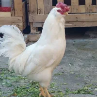 خروس سفید