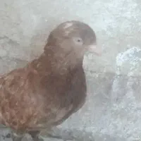 کبوتر گم کردم