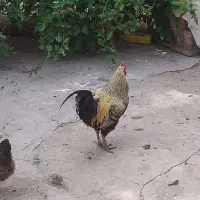 ۴عددخروس سالم و سرحال درشت