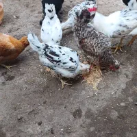 تخم نطفهدار گلینهای اصیل و کرچ شو|حیوانات مزرعه|رشت, سعدی (تختی)|دیوار