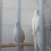 عروس هلندی|پرنده|قم, دروازه ری|دیوار