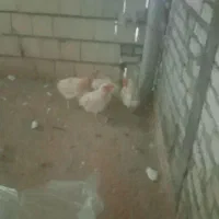 مرغ تخم گذار