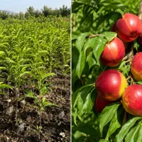 بزرگترین نهالستان پایه رویشی ایران/ ایران نهال کرج