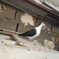 رنگه|پرنده|پائین جام, |دیوار