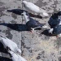 یک جفت چادری بسیار سالم