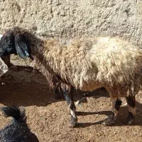 میش|حیوانات مزرعه|کربال, |دیوار