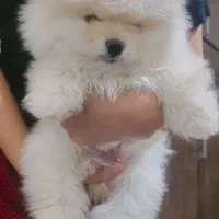 سگ پامرانین خالص