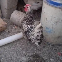 فروشی|ابزارآلات|زابل, |دیوار