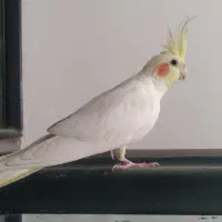 عروس هلندی نر
