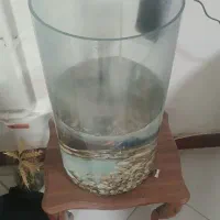 تنگ ماهی با ماهی و اکسیژن ساز