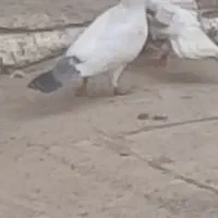 گمشده|حیوانات|آران و بیدگل, |دیوار