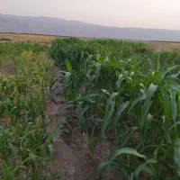 جارو شهری دستی آماده. قیمت توافقی|گل و گیاه طبیعی|کوهدشت, |دیوار