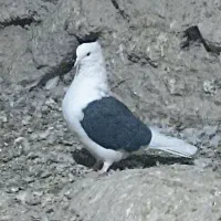 کبوتر  دوکت