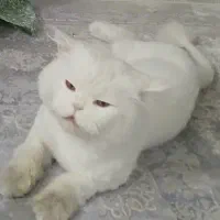 گمشده|حیوانات|نظرآباد, شهرک آزادگان|دیوار