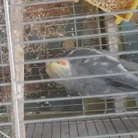 جفا عروس هلندی