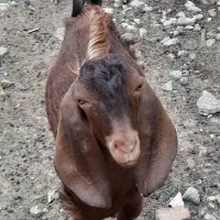 گوسفند