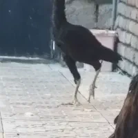 جوجه لاری|حیوانات مزرعه|اردبیل, |دیوار