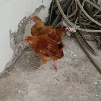 جوجه گلپایگانی ۳و نیم ماهه