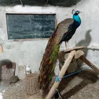 طاووس هندی نر