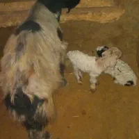 فروش بز و بزغاله|حیوانات مزرعه|قیدار, |دیوار