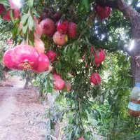 انار محلی درجه یک درب باغ|حراج|پیشوا, |دیوار