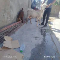 سالار بز دورگ