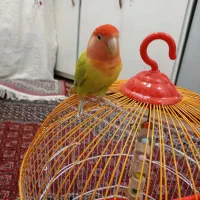 طوطی برزیلی کمیاب دستی