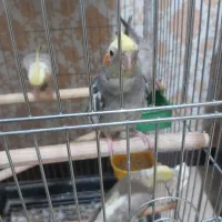 عروس هلندی.مرغ عشق،|پرنده|کرج, گلشهر|دیوار