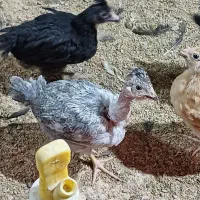 نیمچه مرغ خروس کاکلی پاپرابریشمی گلپایگان بلک