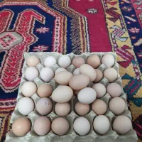 تخم مرغ نطفه دار