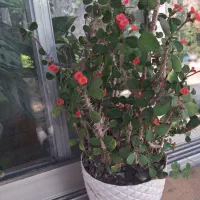 گل مرجان زیبا شمعدونی وآماریلیس هلندی