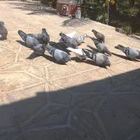سبز بمی