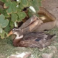 یک جفت اردک نر ماده|حیوانات مزرعه|قم, جوی شور|دیوار