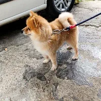 سگ پامرین|سگ|رحیم‌آباد, |دیوار