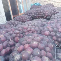 پیاز قرمز سیاه|عمده‌فروشی|مراغه, |دیوار