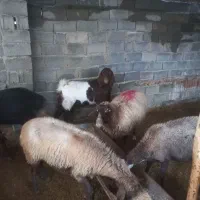 بز فروشی|حیوانات مزرعه|آزادشهر, |دیوار