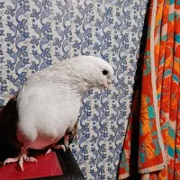 پشت سرور تهرانی|پرنده|کرمان, |دیوار