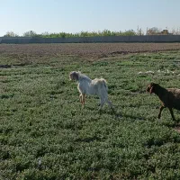 یک راس بزغاله پاکستانی نر