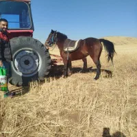 اسب مادیان کرد یورقه