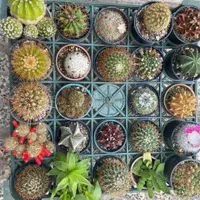 انواع کاکتوسهای خاص و کلکسیونی|گل و گیاه طبیعی|خلخال, |دیوار