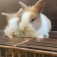 بچه خرگوش لوپ|موش و خرگوش|کردکوی, |دیوار