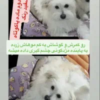 گمشده مژدگانی عالی