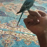 اهواز کوت عبدالله