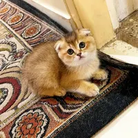 گربه|گربه|همدان, |دیوار