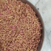 گندم اصلاح شده بوجاری