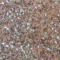 دان برای طوطی سانان کوچک