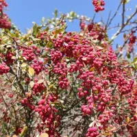 آب زرشک کوهی|خوردنی و آشامیدنی|مشهد, مشکینی (شهرک غرب)|دیوار