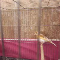 قناری  ماده