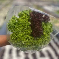 کاهو فرانسوی وسبزیجات|خوردنی و آشامیدنی|شیراز, درکی|دیوار